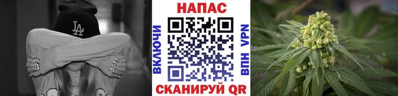 Каннабис конопля  Ленинградская 